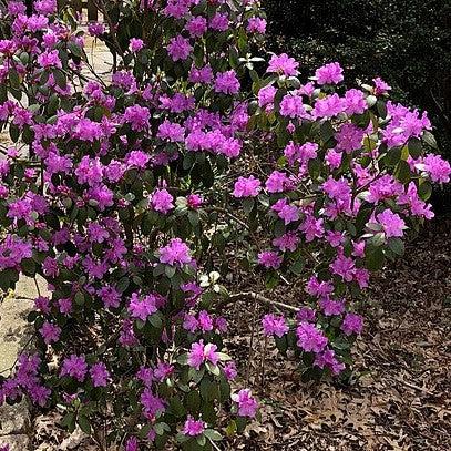 Rhododendron 'Purple Gem'  - Purple Gem Rhododendron