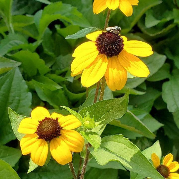 Rudbeckia triloba 'Blackjack Gold'  - Blackjack Gold Coneflower