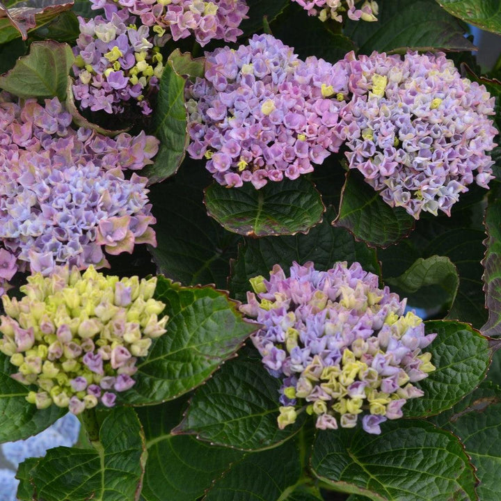 Hydrangea macrophylla 'Hokomarevo'  - Everlasting® Revolution Hydrangea