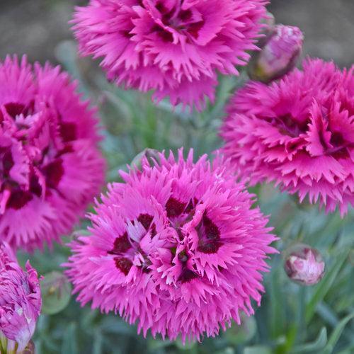 Dianthus 'Spiked Punch'  -  Fruit Punch® Spiked Punch Dianthus