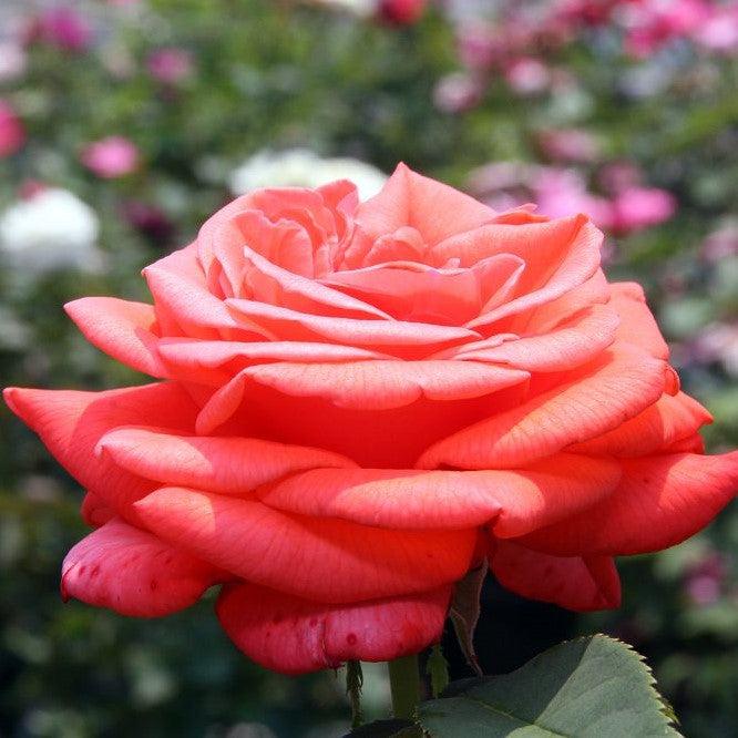 Rosa 'TANorstar'  - Tropicana Rose