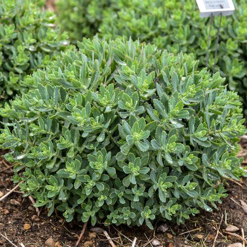 Sedum 'Pride And Joy'  - Rock 'N Grow® Pride And Joy Stonecrop