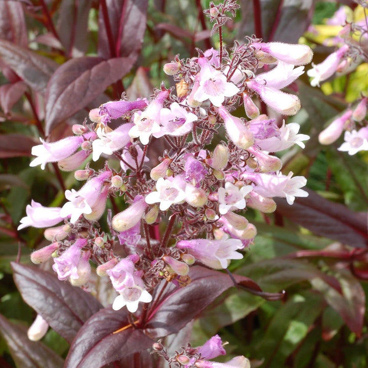 Penstemon 'Dark Towers'  - Dark Towers Beardtongue