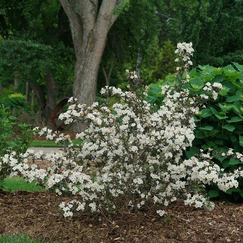 Weigela florida 'SMNWFGC'  - Wine & Spirits® Weigela