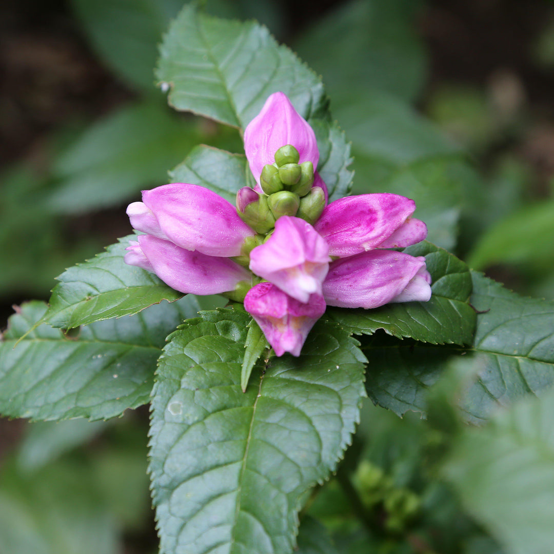 Chelone lyonii 'Hot Lips'  - Hot Lips Turtlehead