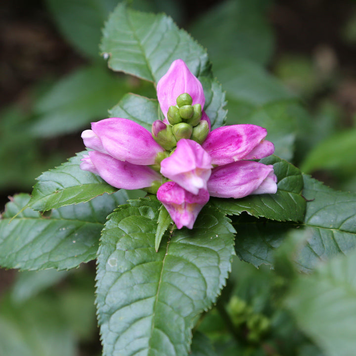 Chelone lyonii 'Hot Lips'  - Hot Lips Turtlehead