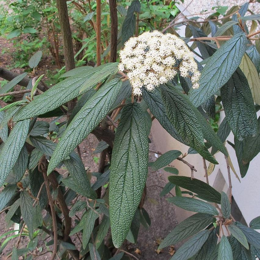 Viburnum rhytidophyllum  - Leatherleaf Viburnum