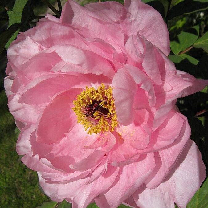 Paeonia 'First Arrival'  - First Arrival Itoh Peony