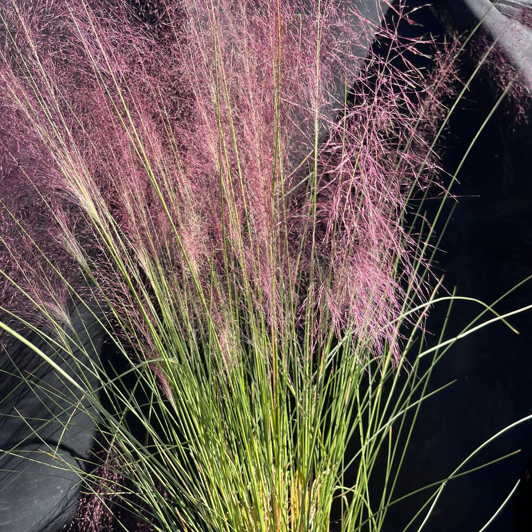 Muhlenbergia capillaris  - Pink Muhly Grass