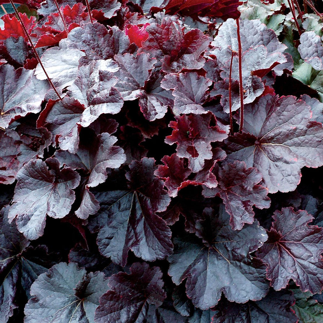 Heuchera 'TNHEUNEB'  - Northern Exposure™ Black Heuchera