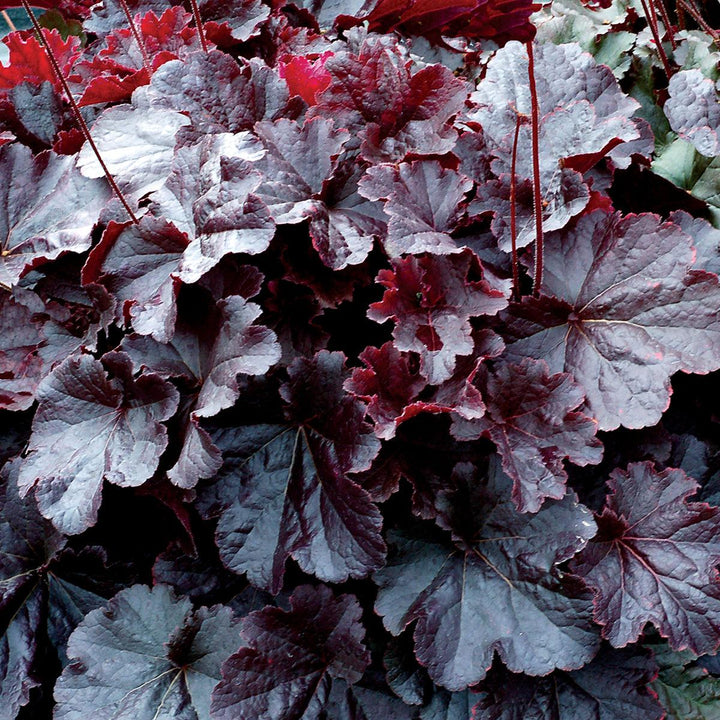 Heuchera 'TNHEUNEB'  - Northern Exposure™ Black Heuchera