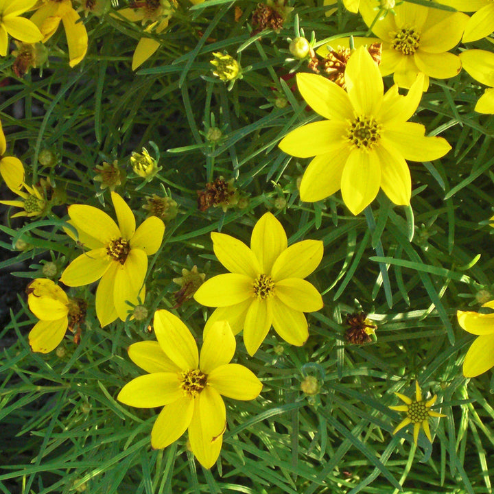 Coreopsis verticillata 'Zagreb'  - Zagreb Threadleaf Tickseed