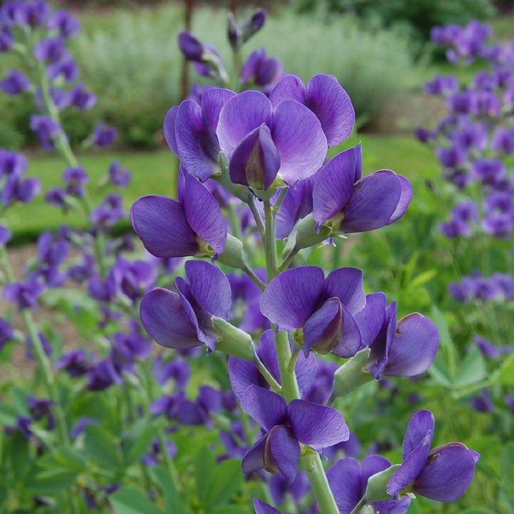 Baptisia australis  - Blue False Indigo