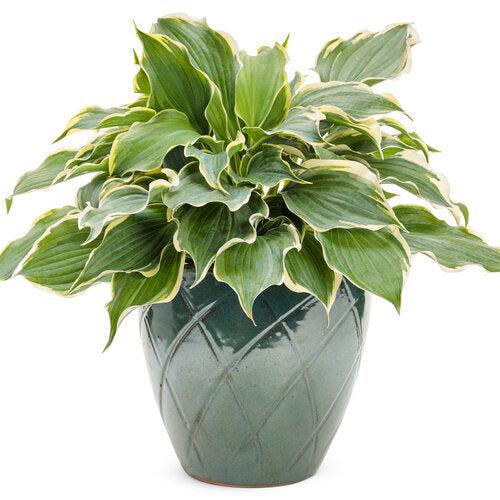 Hosta 'Hope Springs Eternal' PP33,266  - PW® Shadowland® Hope Springs Eternal Hosta