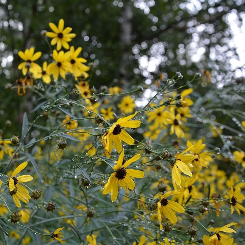 Coreopsis tripteris 'Gold Standard'  - Gold Standard Tall Tickseed