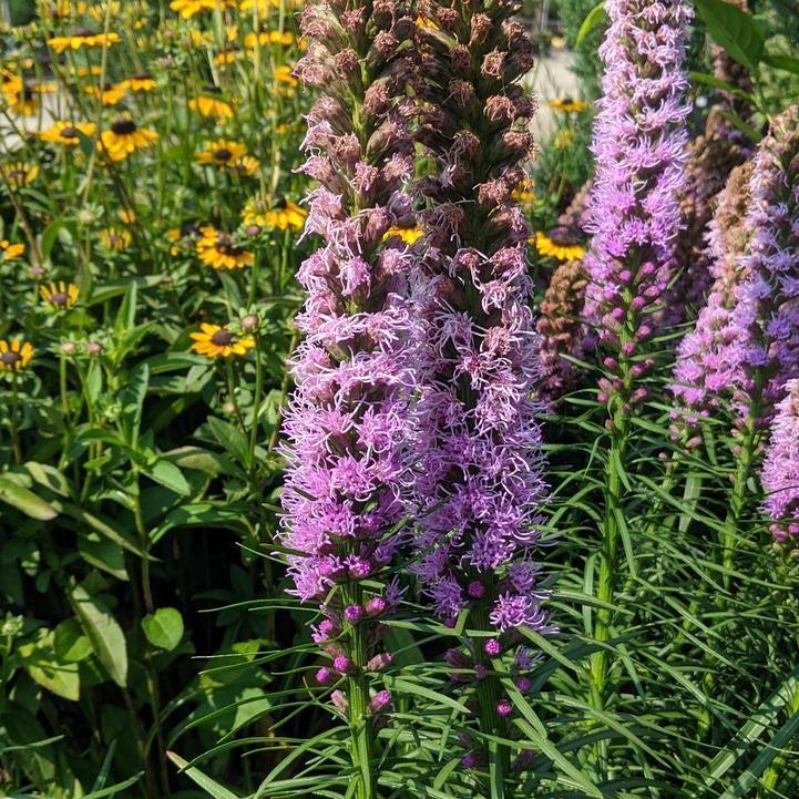 Liatris spicata 'Kobold Original'  - Kobold Original Blazing Star