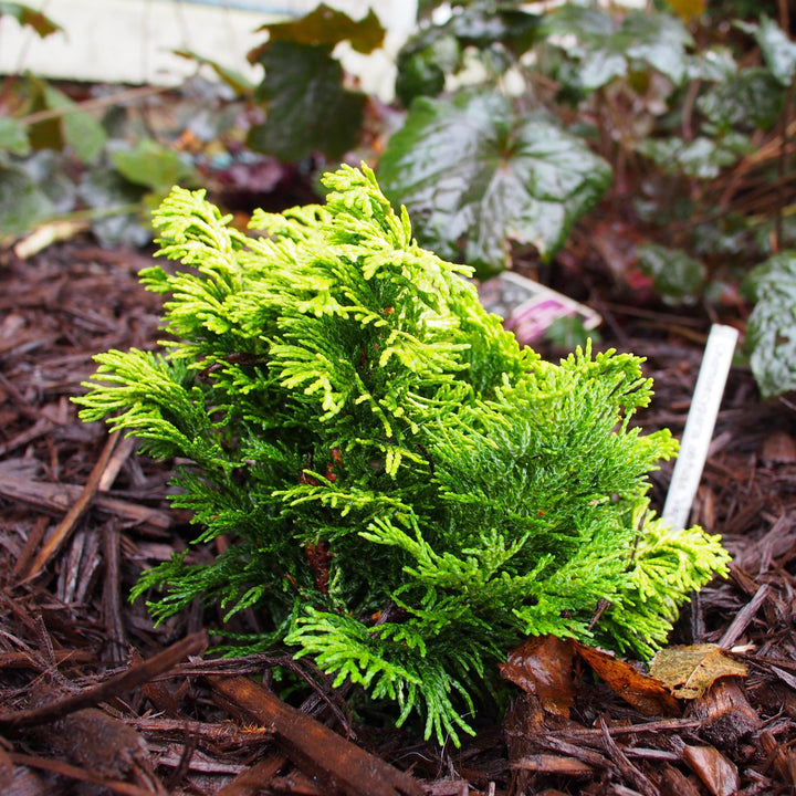 Chamaecyparis obtusa 'Verdonii'  - Verdonii Hinoki Cypress