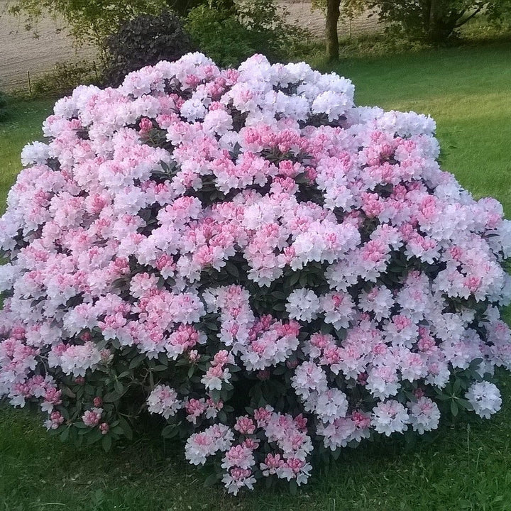 Rhododendron yakushimanum 'Percy Wiseman'  - Percy Wiseman Rhododendron
