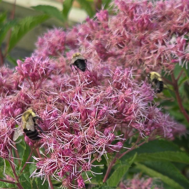 Eutrochium dubium 'Little Pye'  - Little Pye Coastal Pye Weed