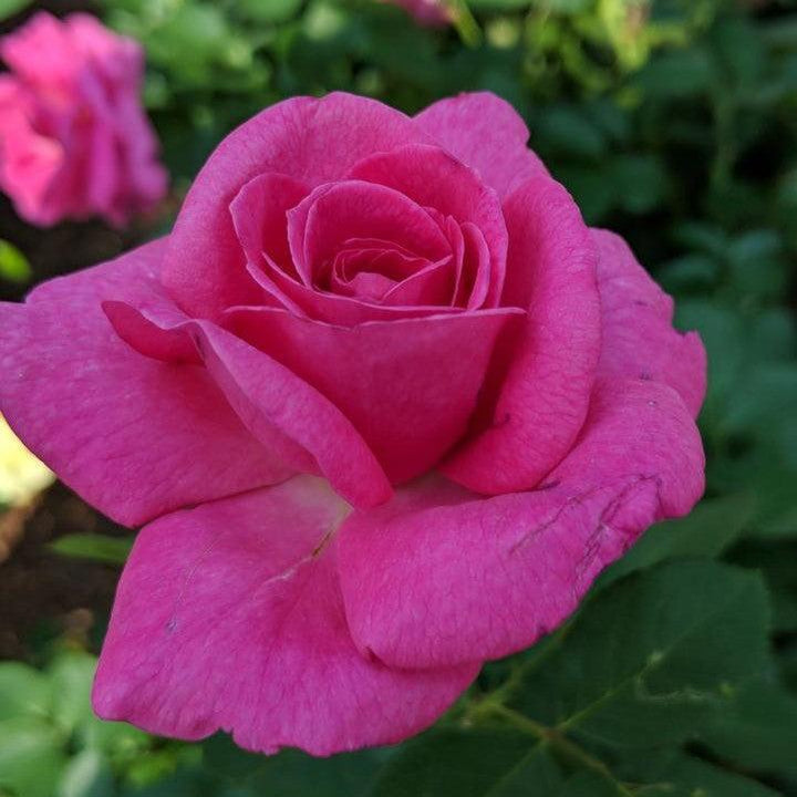 Rosa 'LIMkiss'  - True Bloom™ True Gratitude™ Rose
