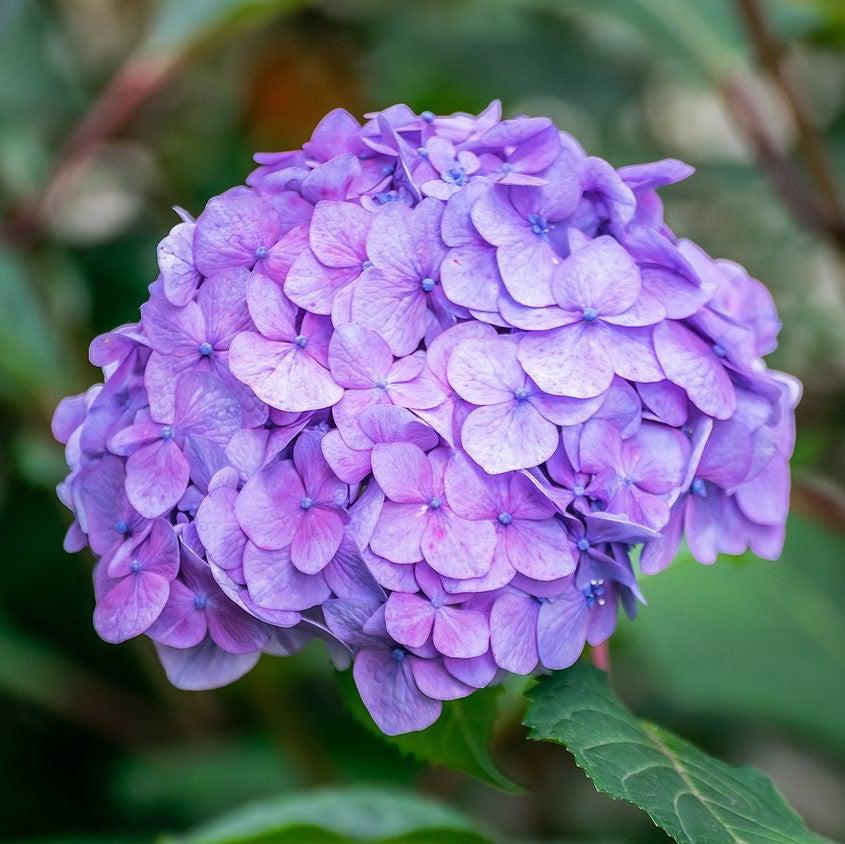 Hydrangea macrophylla 'Bailmer’  - Endless Summer® The Original Hydrangea