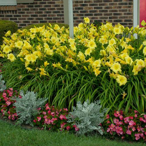 Hemerocallis 'Going Bananas'  - Rainbow Rhythm® Going Bananas Daylily