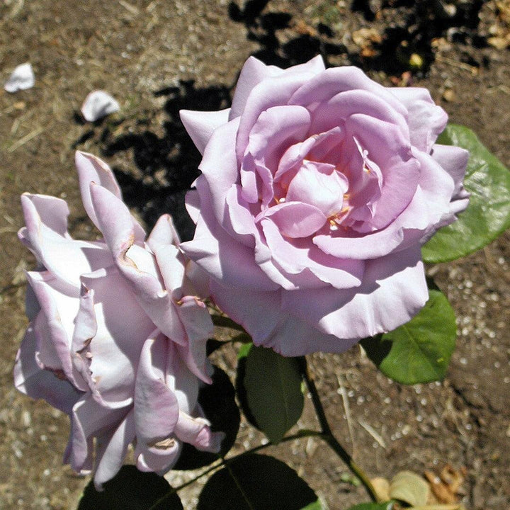 Rosa 'Blue Girl'  - Blue Girl Rose