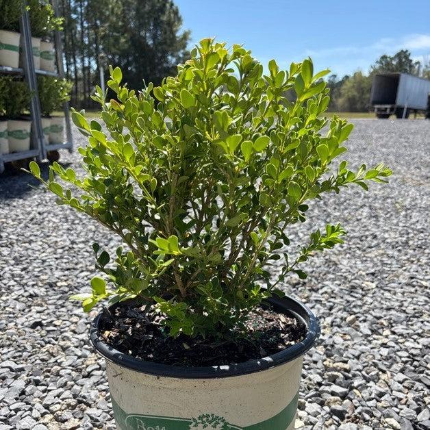 Buxus 'HER2010B04’ PP32273  - BetterBoxwood® Babylon Beauty™ Boxwood