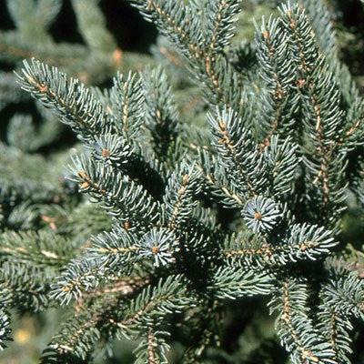 Picea glauca  - White Spruce