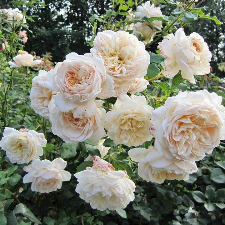 Rosa 'Lichfield Angel'  - Lichfield Angel Rose
