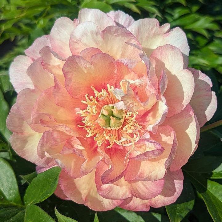 Paeonia 'Scrumdiddlyumptious'  - Scrumdiddlyumptious Itoh Peony