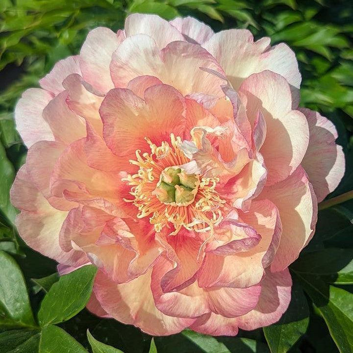 Paeonia 'Scrumdiddlyumptious'  - Scrumdiddlyumptious Itoh Peony