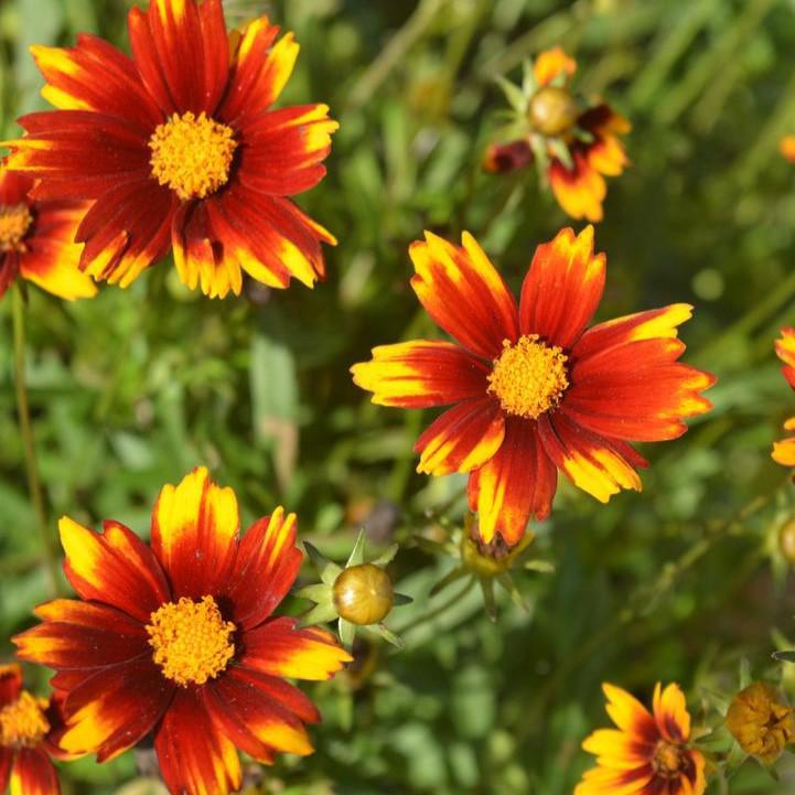 Coreopsis x 'Sun Splash' PP27,637  - Big Bang™ Sun Splash Tickseed