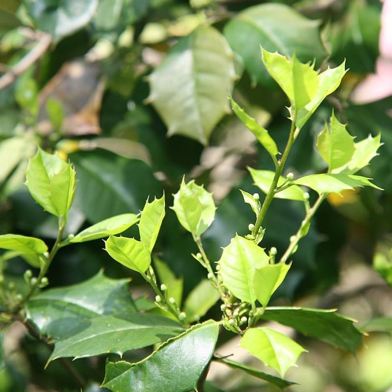 Ilex opaca 'Satyr Hill'  - Satyr Hill American Holly