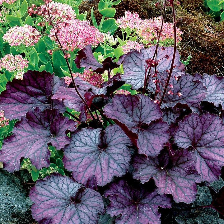 Heuchera x 'TNHEUNEP' PP#30568  - Northern Exposure™ Purple Heuchera