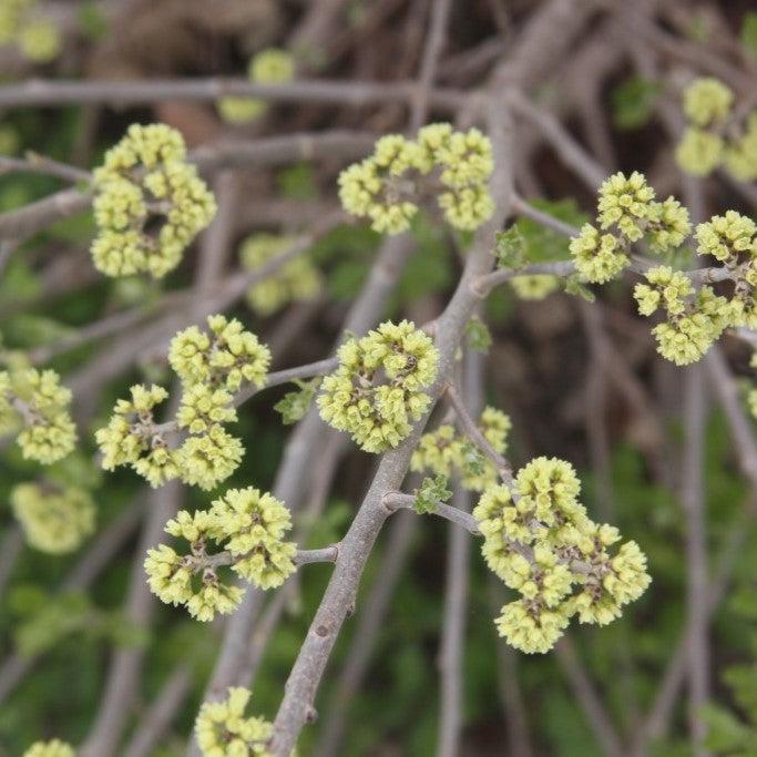 Rhus aromatica 'Fine Textured Compact Select A'  - Lacette™ Sumac