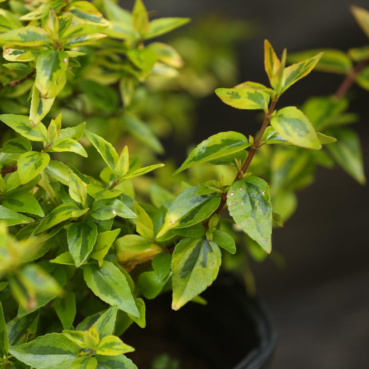Abelia x grandiflora 'Kaleidoscope'  - Kaleidoscope Abelia