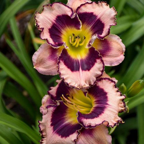 Hemerocallis 'Sound of My Heart'  - Rainbow Rhythm® Sound of My Heart Daylily