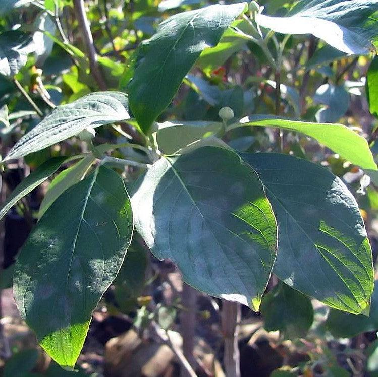 Cornus florida 'Cloud Nine'  - Cloud Nine Dogwood