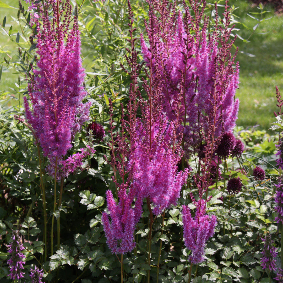 Astilbe chinensis 'Purpurkerze'  - Purple Candles Chinese Astilbe