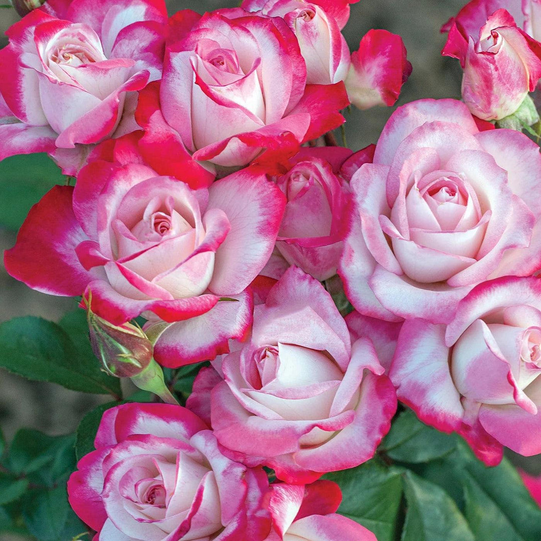 Rosa 'Meiriansois' PP 28,661  - Bloomables® Candy Cane Cocktail™ Rose