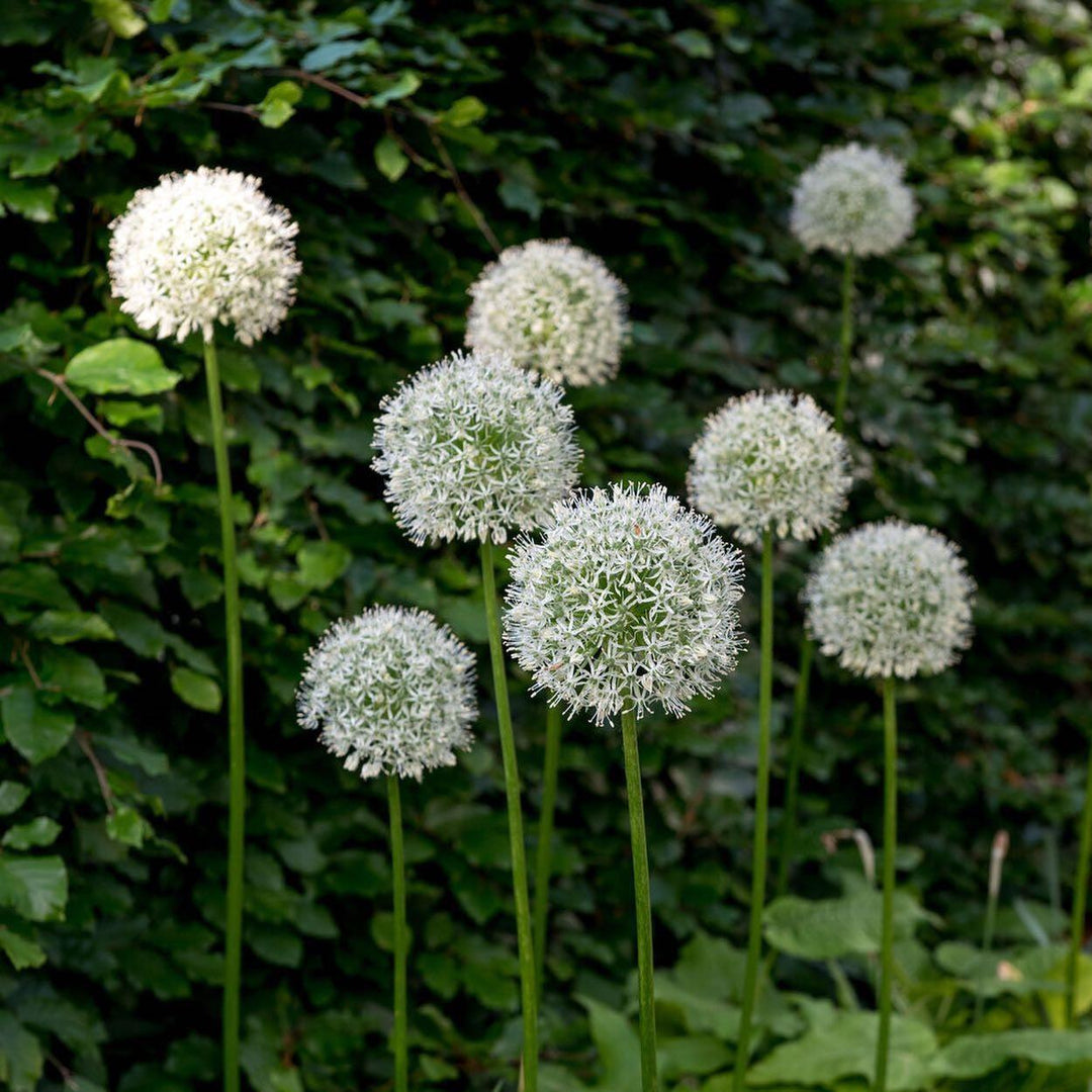 Allium 'Mount Everest'  - Mount Everest Ornamental Onion