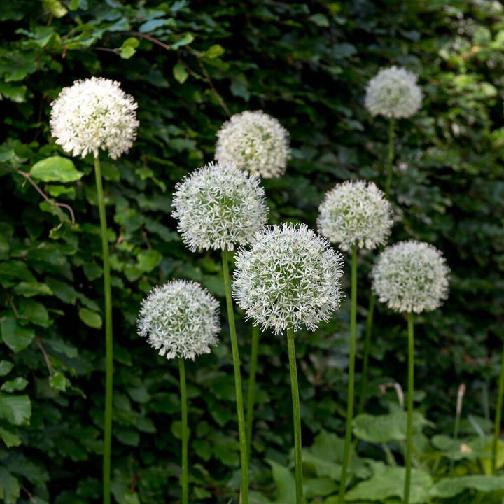 Allium 'Mount Everest'  - Mount Everest Ornamental Onion
