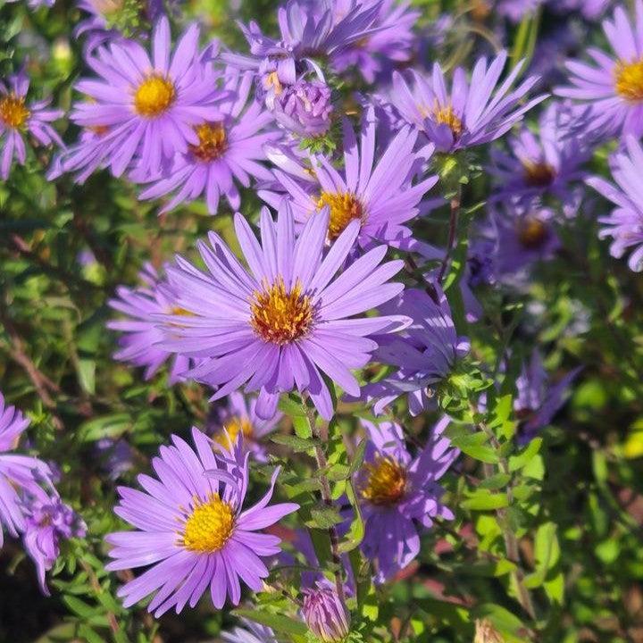 Aster oblongifolium  - Aromatic Aster