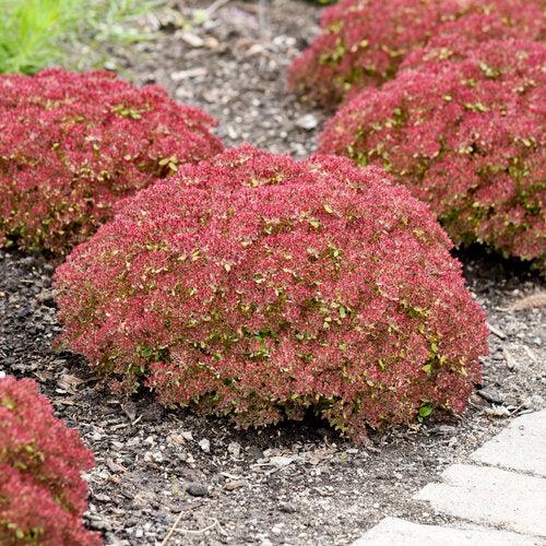 Sedum 'Pride And Joy'  - Rock 'N Grow® Pride And Joy Stonecrop