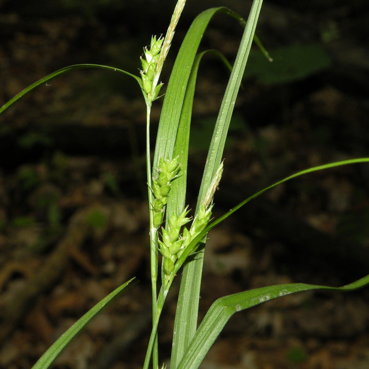 Carex amphibola  - Creek Sedge