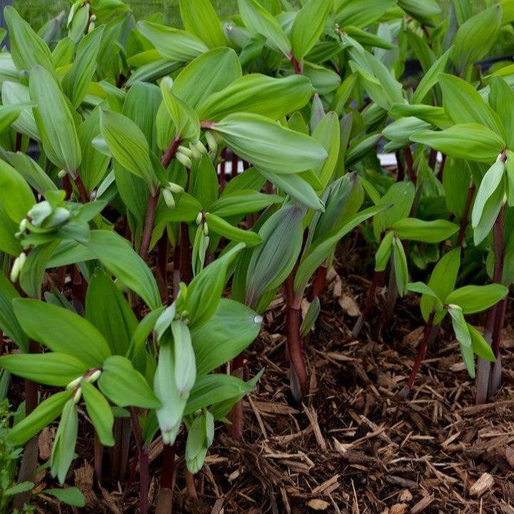 Polygonatum odoratum 'Ruby Slippers'  - Ruby Slippers Solomon's Seal