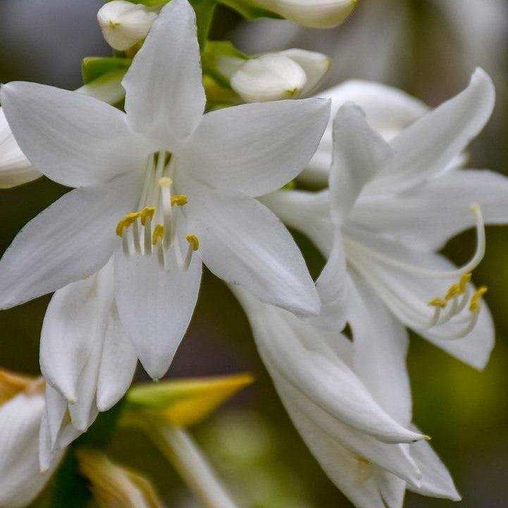 Hosta x 'Royal Crest'  - Royal Crest Hosta