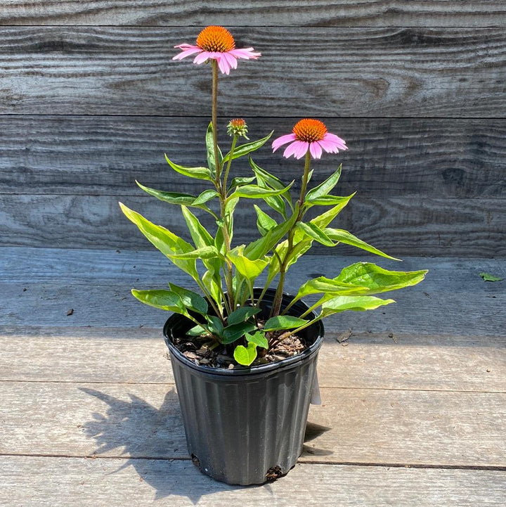 Echinacea purpurea 'Magnus'  - Magnus Echinacea, Coneflower