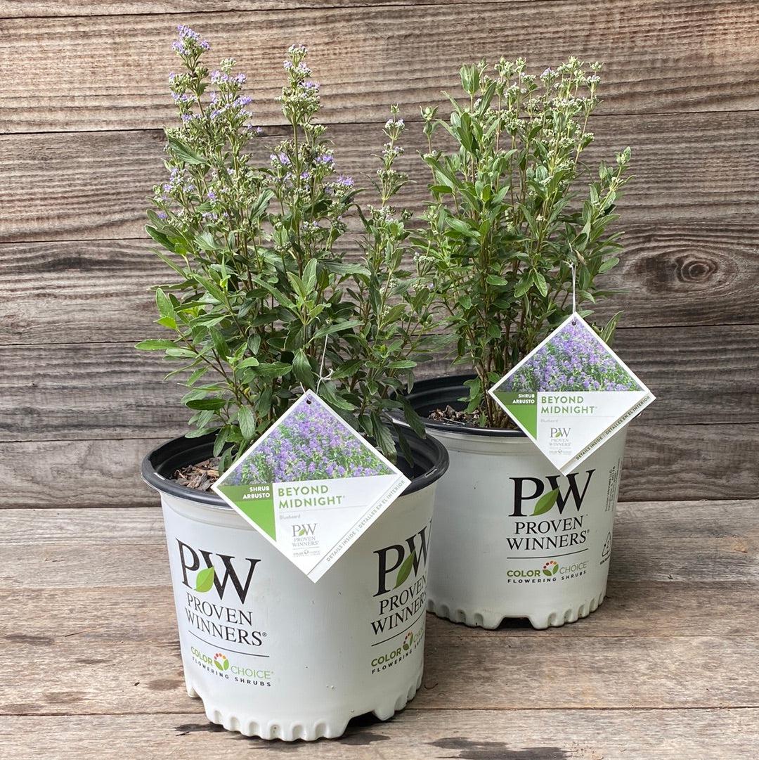 Caryopteris x clandonensis 'CT-9-12'  - Beyond Midnight® Bluebeard